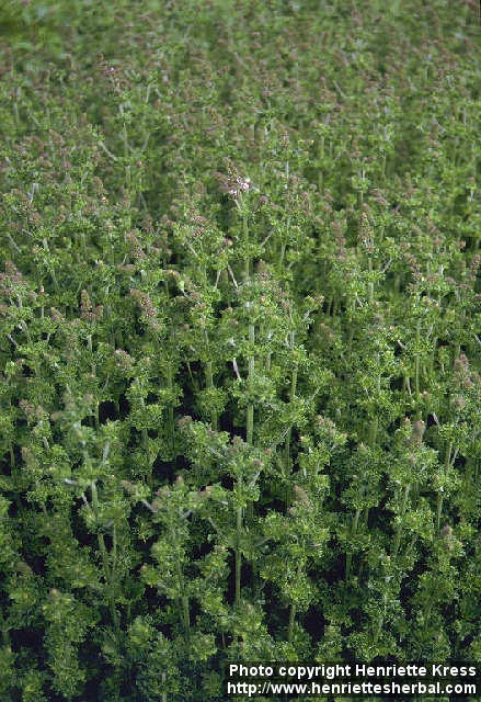 نعناع زینتی